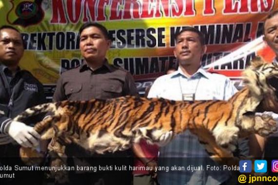 Polda Sumut Ungkap Perdagangan Kulit Harimau Sumatera - JPNN.COM