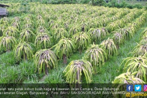 Petani Buah Naga Babat Tanamannya, Ada yang Biarkan Busuk di Pohon - JPNN.COM