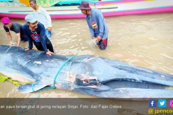 Nelayan Sinjai Temukan Ikan dengan Panjang 5 Meter, Berat 1 Ton - JPNN.COM