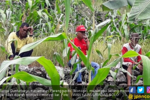 Serbuan Monyet Ngeri! Ayolah Segera Panggil Para Pawang dari Suku Baduy - JPNN.COM