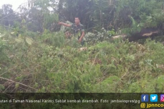 Hutan di Taman Nasional Kerinci Seblat Kembali Dirambah - JPNN.COM