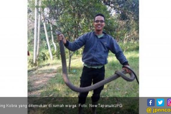 King Kobra Sepanjang Tiga Meter Nangkring di Atas Lemari Warga - JPNN.COM