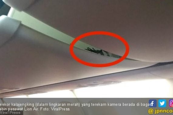 Insiden Kalajengking Naik Lion Air Jadi Sorotan Media Asing - JPNN.COM
