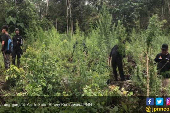 Di Aceh, Ganja Dipakai Warga untuk Mengusir Nyamuk dan Hama - JPNN.COM