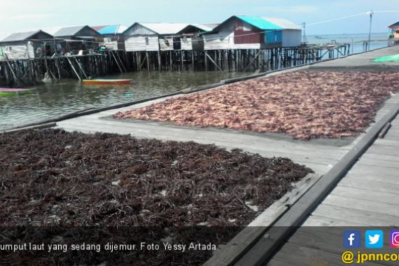 Hamdalah, Ekspor Rumput Laut Indonesia Meningkat di Kala Pandemi - JPNN.COM