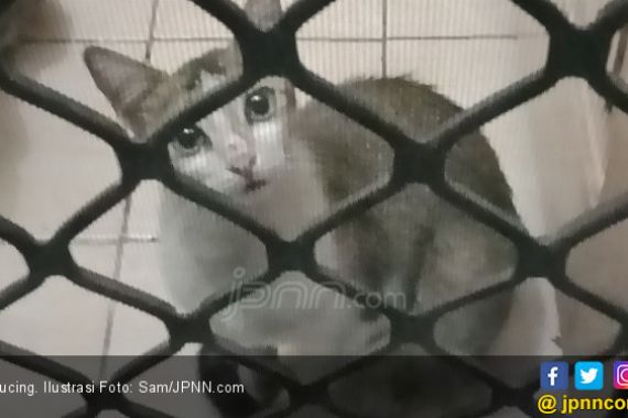 Polisi Buru Pria Pemakan Kucing Hidup Hingga ke Banten - JPNN.COM
