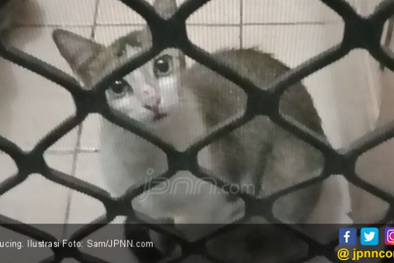 Kucing – Kucing Mati Bergelimpangan di Perumahan Elite - JPNN.COM