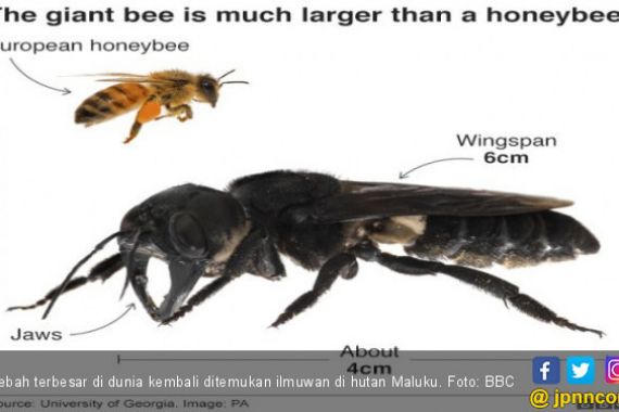 38 Tahun Hilang, Lebah Raksasa Ditemukan di Hutan Maluku - JPNN.COM