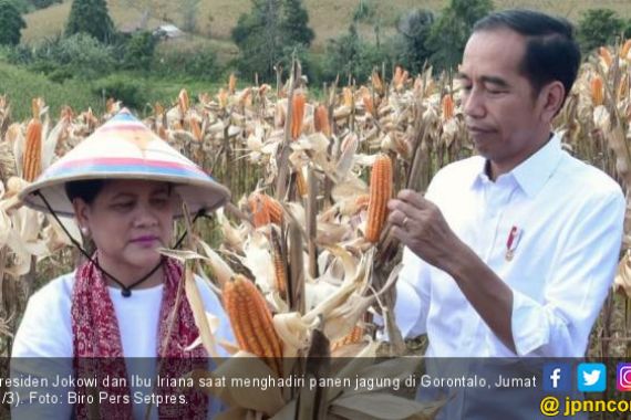 Presiden Jokowi Senang Impor Jagung Menurun Drastis - JPNN.COM