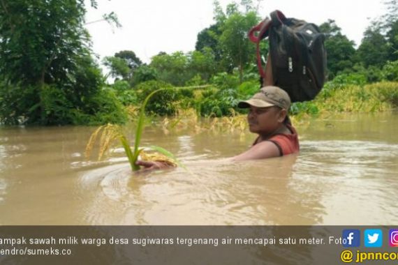 Terendam Banjir, Sepuluh Hektare Sawah di Desa Sugiwaras Gagal Panen - JPNN.COM