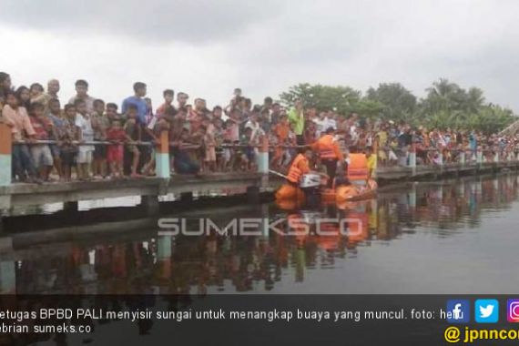 Buaya Sepanjang 4 Meter Hebohkan Warga Penukal Abab Lematang Ilir - JPNN.COM