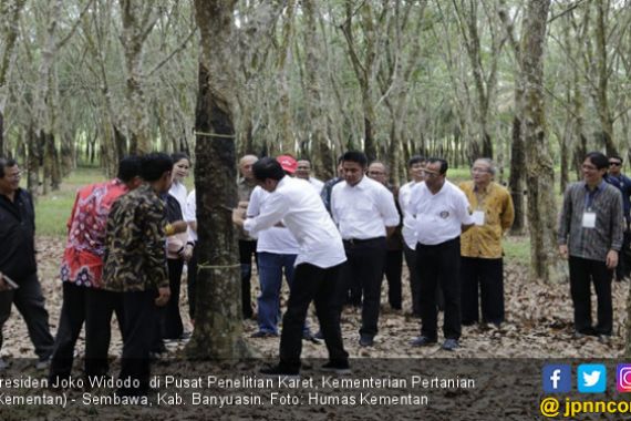 Jokowi : Harga Karet Sudah Mulai Membaik - JPNN.COM