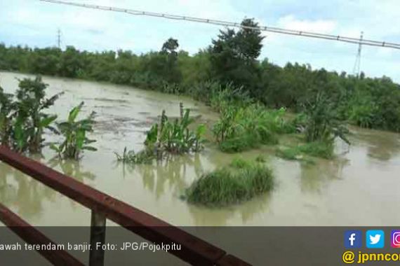 Banjir Sapu 121 Hektar Sawah Milik Warga - JPNN.COM