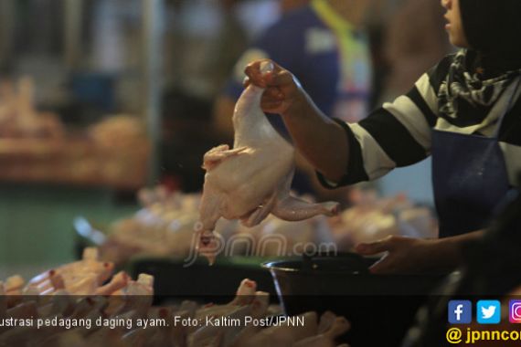 Harga Ayam Potong Maksimal Rp 45 Ribu Per Kilogram - JPNN.COM