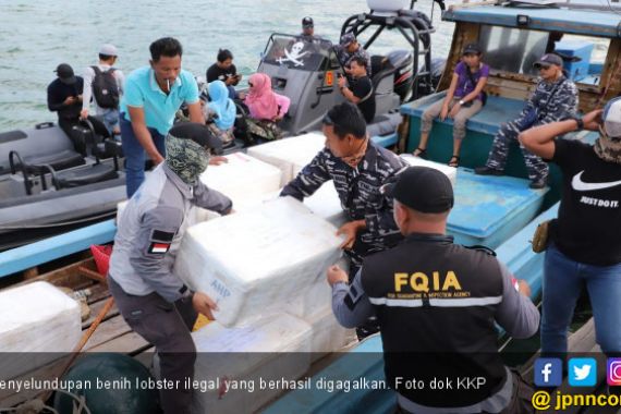 KKP Kembali Gagalkan Penyelundupan 304.354 Benih Lobster di Batam - JPNN.COM