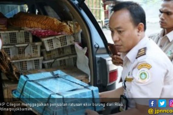 Penyeludupan Ratusan Ekor Burung dari Riau Berhasil Digagalkan - JPNN.COM