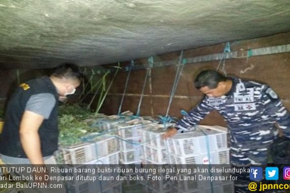 TNI AL Gagalkan Penyelundupan 1.500 Ekor Burung Kicau Asal Lombok - JPNN.COM