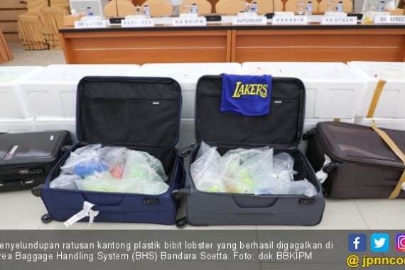 Penyelundupan Benih Lobster Rp19 miliar Berhasil Digagalkan di Bandara - JPNN.COM
