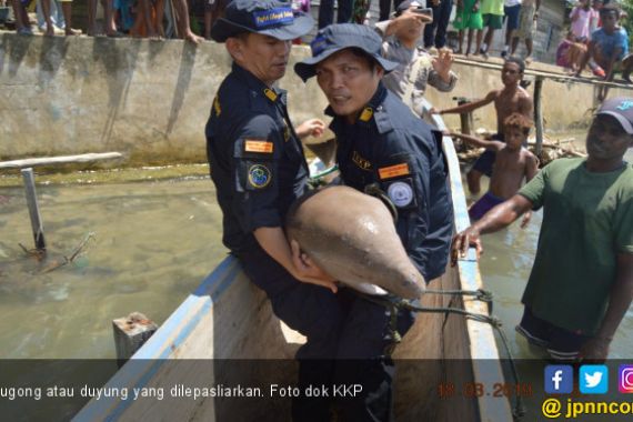 KKP Lepasliarkan Spesies Dilindungi Dugong - JPNN.COM