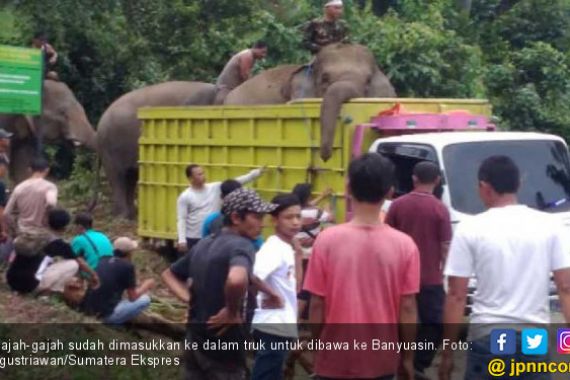 Delapan Gajah Lahat Diungsikan ke Banyuasin - JPNN.COM