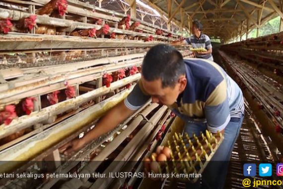 Stok Ayam Jelang Idulfitri Mencapai 176.584 Ekor per Hari - JPNN.COM