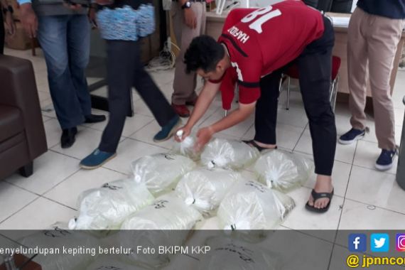 KKP Gagalkan Penyelundupan Kepiting Bertelur di Medan dan Balikpapan  - JPNN.COM
