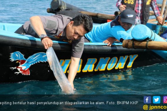 Ribuan Kepiting Bertelur Hasil Penyelundupan Dilepasliarkan di 2 Lokasi Berbeda - JPNN.COM