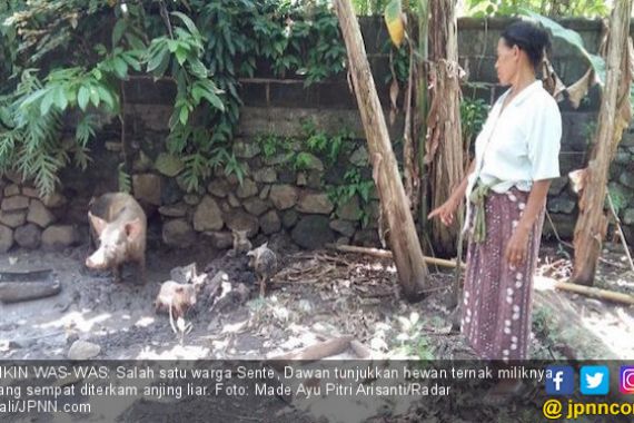 Anjing Liar Serang Hewan Ternak, Warga Waswas - JPNN.COM