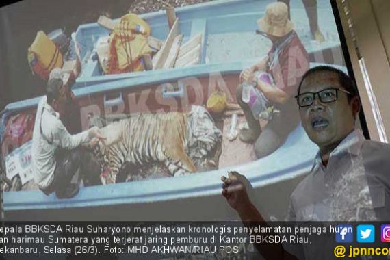 Terjerat Jaring Pemburu, Penjaga Hutan Nyaris Jadi Santapan Harimau Sumatera - JPNN.COM