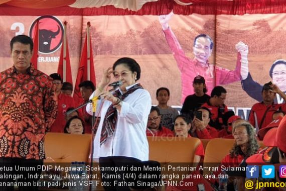 Megawati Ikut Panen Raya Padi MSP di Indramayu - JPNN.COM