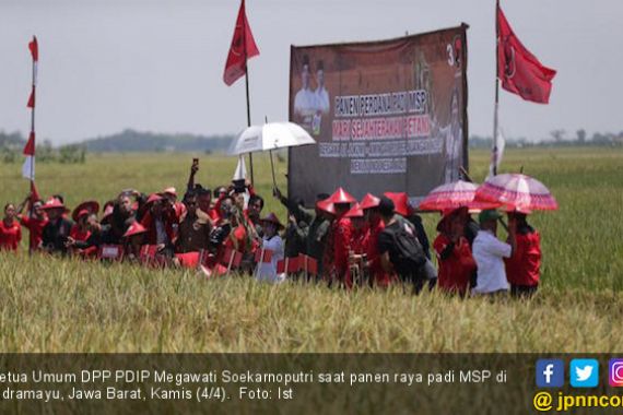 Panen Raya Padi MSP, Megawati Dukung Penelitian di Sektor Pangan - JPNN.COM