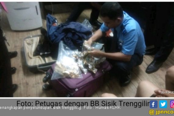 KLHK Ungkap Perdagangan Ilegal Sisik Trenggiling dan Kulit Harimau - JPNN.COM