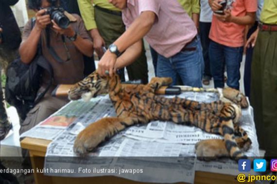 KLHK dan Polisi Berhasil Bongkar Sindikat Perdagangan Kulit Harimau - JPNN.COM