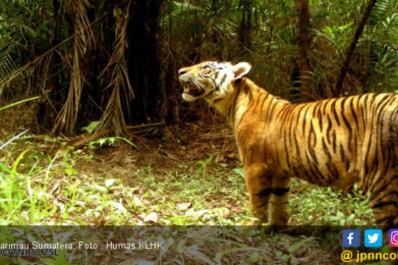 BKSDA Sebut Kuswanto Tewas Diterkam Harimau di Kawasan Hutan Lindung - JPNN.COM