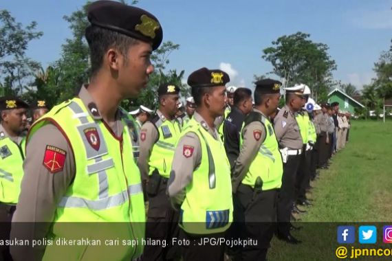Puluhan Polisi Dikerahkan Cari Sapi yang Hilang - JPNN.COM