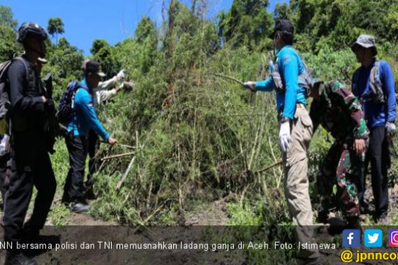 15 Ton Ladang Ganja di Aceh Dimusnahkan BNN - JPNN.COM