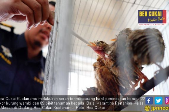 Bea Cukai Kualanamu Gagalkan Penyelundupan Puluhan Burung - JPNN.COM