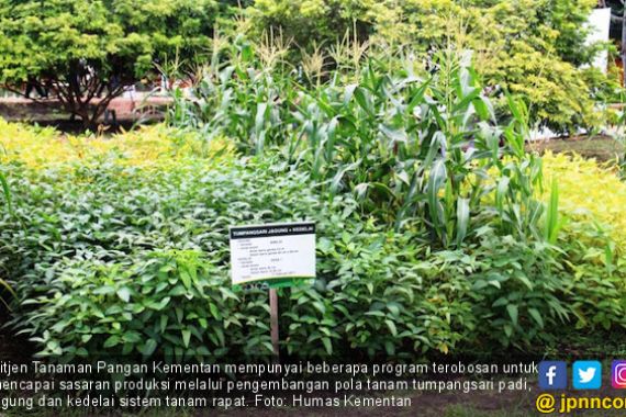 Produksi dan Kualitas Jagung Indonesia Tidak Kalah Saing dengan Impor - JPNN.COM