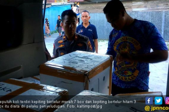 Penyeludupan 1.200 Ekor Kepiting Bertelur ke Malaysia Kembali Digagalkan Polairud - JPNN.COM