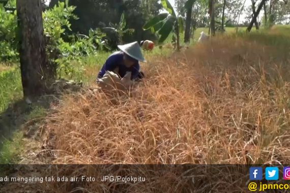 Petani Kecewa Berat, Bakar Tanaman Padi Puluhan Hektar - JPNN.COM