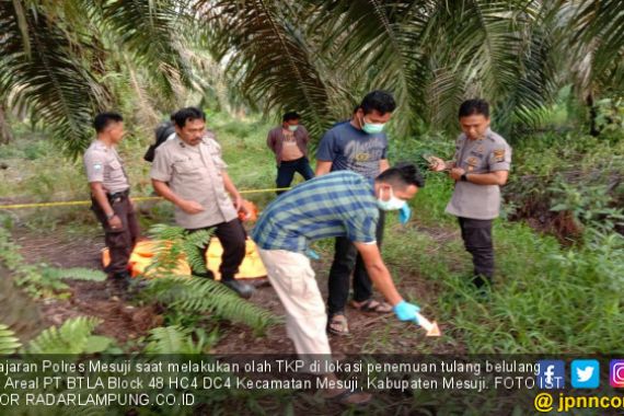 Tengkorak Manusia Ditemukan Berserakan di Perkebunan Sawit - JPNN.COM