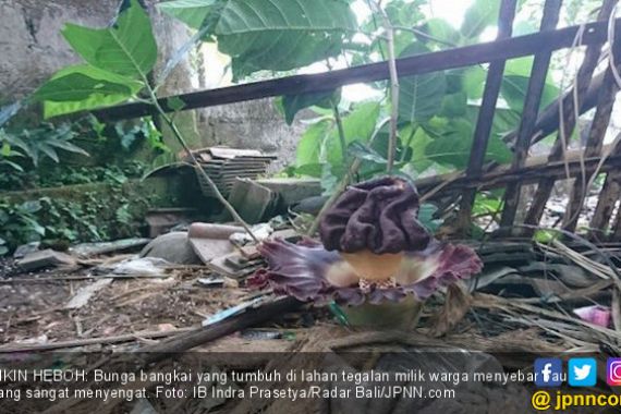 Bau Menyengat di Bukit Jangkrik Bikin Sutini Khawatir, Oh Ternyata - JPNN.COM