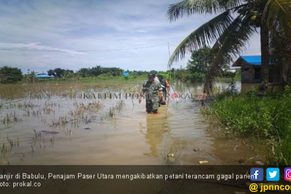 Banjir Merendam Sawah Seluas 1.500 Hektare, Petani Terancam Gagal Panen - JPNN.COM