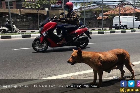Anjing Diduga Positif Rabies Terkam Empat Warga di Jembrana - JPNN.COM