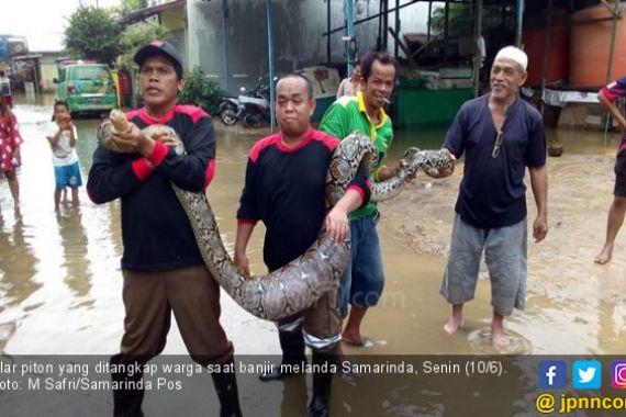 Buaya, Ular Piton, Kobra, Bermunculan di Tengah Banjir Samarinda - JPNN.COM