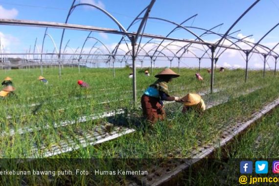 PKS Dorong Kementan Optimalisasi Produksi Bawang Putih, Impor Harus Ditekan - JPNN.COM