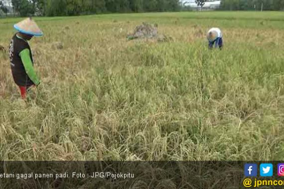 Belasan Hektare Sawah Gagal Panen, Petani Rugi Rp 260 Juta - JPNN.COM