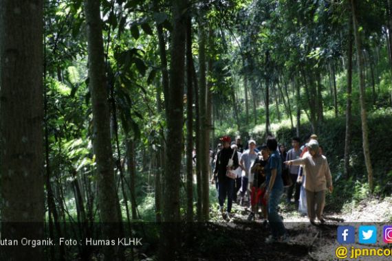 Dekat Jakarta, Ada Hutan Organik, Bukti Aksi Konkret Pengendalian Perubahan Iklim - JPNN.COM