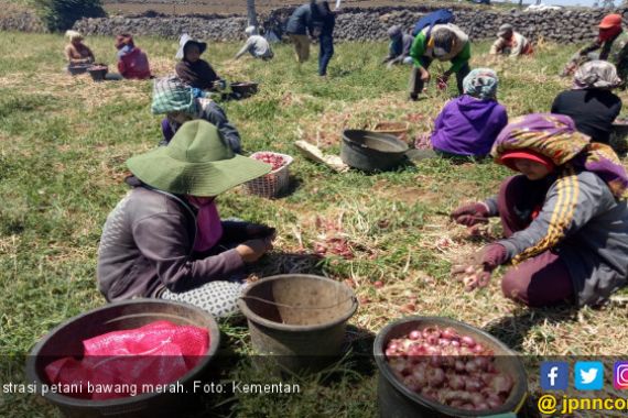 Warga Bima Tuntut Kementan Berpihak kepada Petani Bawang Merah - JPNN.COM