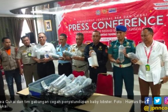 Bea Cukai Cegah Penyelundupan Ratusan Ribu Benih Lobster ke Singapura - JPNN.COM